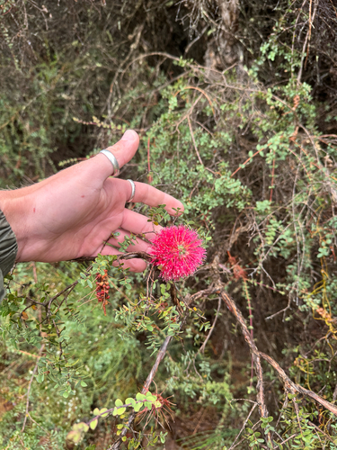 Melaleuca elliptica, photograph 3