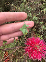 Melaleuca elliptica, photograph (c) Tyler Anthony, some rights reserved (CC BY)