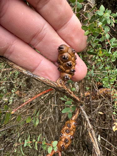 Melaleuca elliptica, photograph 4