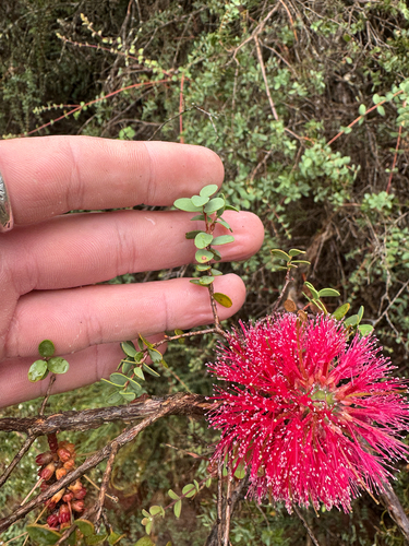 Melaleuca elliptica, photograph 6