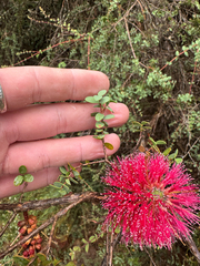 Melaleuca elliptica, photograph (c) Tyler Anthony, some rights reserved (CC BY)