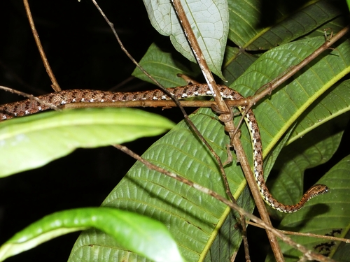 Jasper Cat Snake