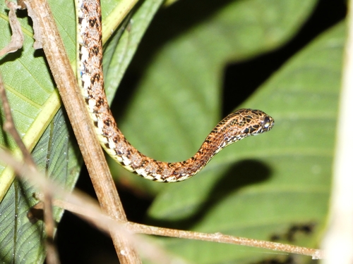 Jasper Cat Snake