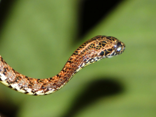 Jasper Cat Snake