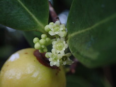 Elaeodendron xylocarpum