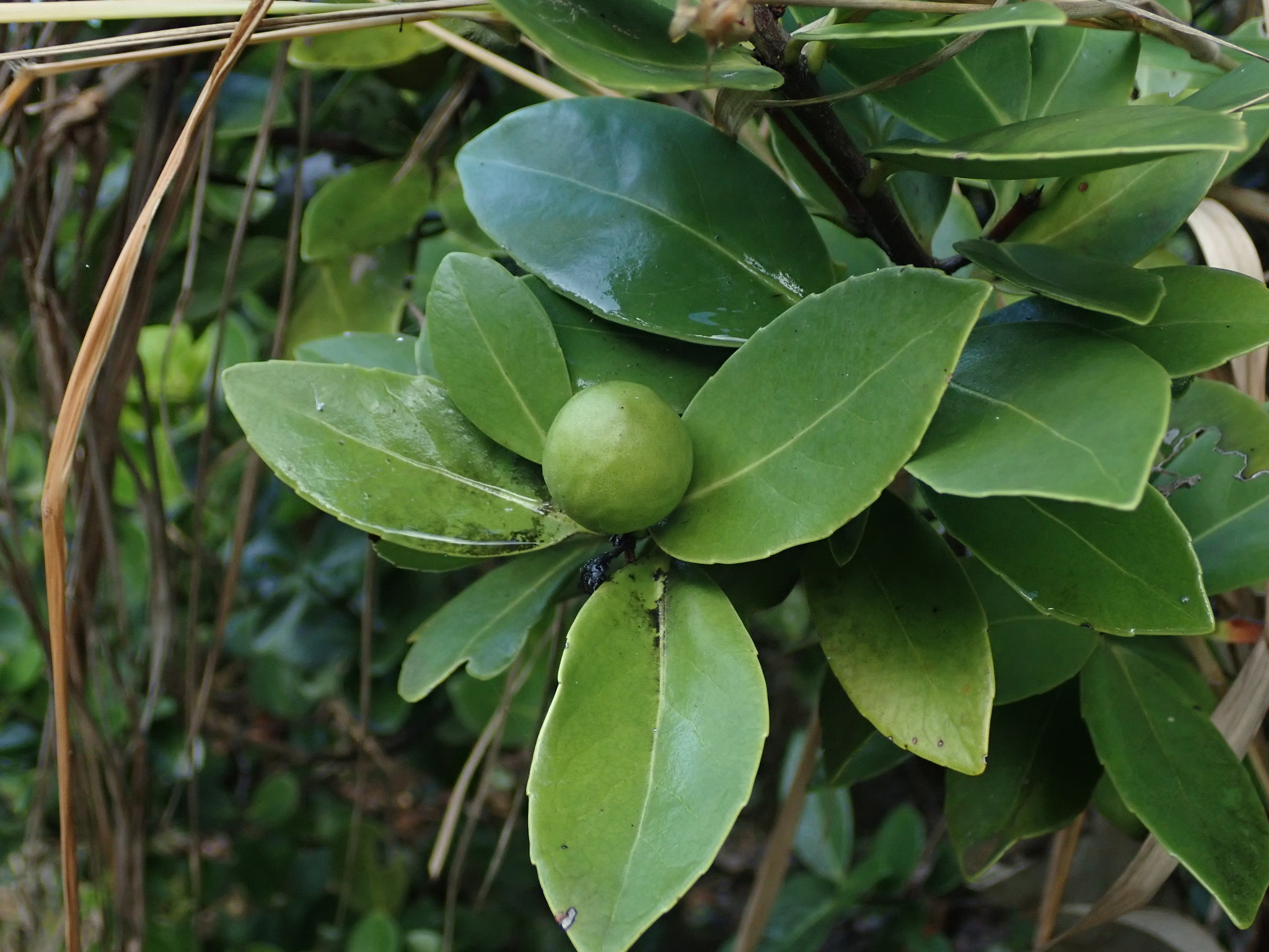 Elaeodendron xylocarpum