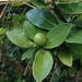 Wild Calabash - Photo (c) Daniel Cahen, some rights reserved (CC BY), uploaded by Daniel Cahen