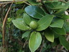 Wild Calabash - Photo (c) Daniel Cahen, some rights reserved (CC BY), uploaded by Daniel Cahen