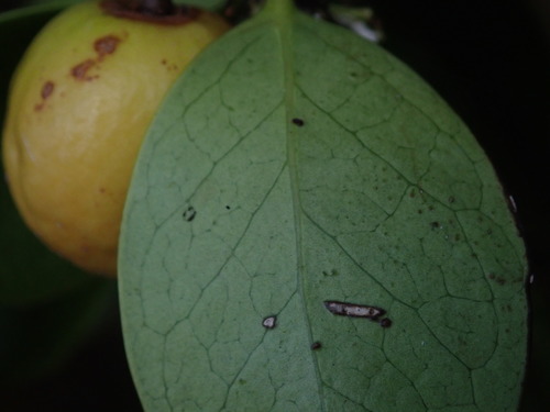 Image of Elaeodendron xylocarpum by (c) Daniel Cahen, some rights reserved (CC BY)
