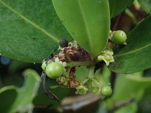 Image of Elaeodendron xylocarpum by (c) Daniel Cahen, some rights reserved (CC BY)