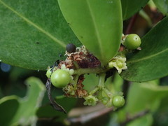 Elaeodendron xylocarpum