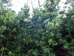 Elaeodendron xylocarpum