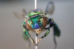 Euglossa igniventris