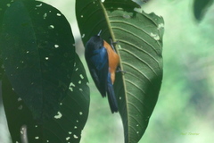 Conirostrum sitticolor