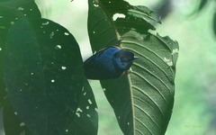 Conirostrum sitticolor