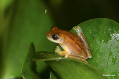 Dendropsophus robertmertensi