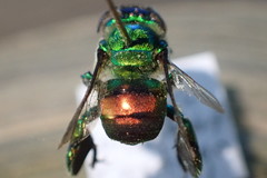 Euglossa igniventris