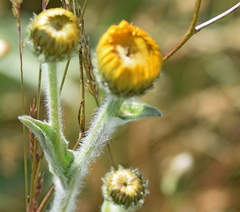 Pentanema oculus-christi