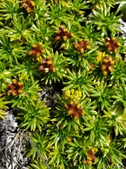 Azorella trifurcata