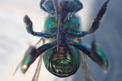 Euglossa igniventris