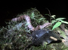 Metlapilcoatlus olmec