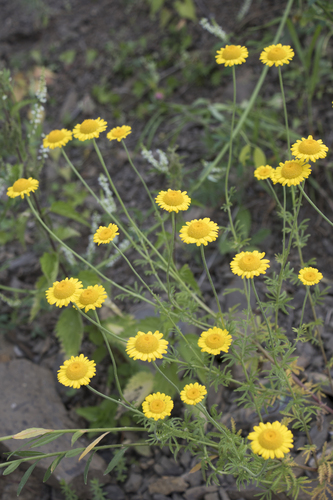 Golden marguerite (Cota tinctoria)