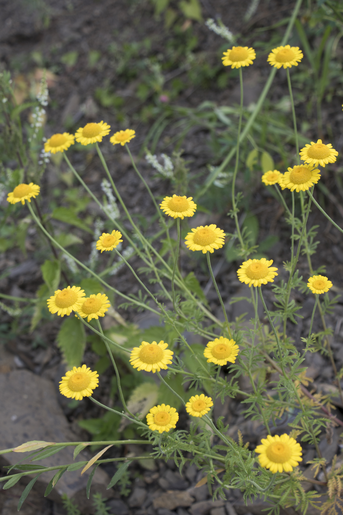Golden Marguerite (Cota tinctoria)