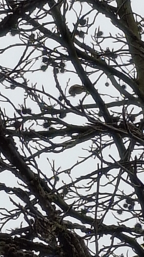 European Goldfinch, 2021 VB Haarlem, Nederland, photo 9 of 10