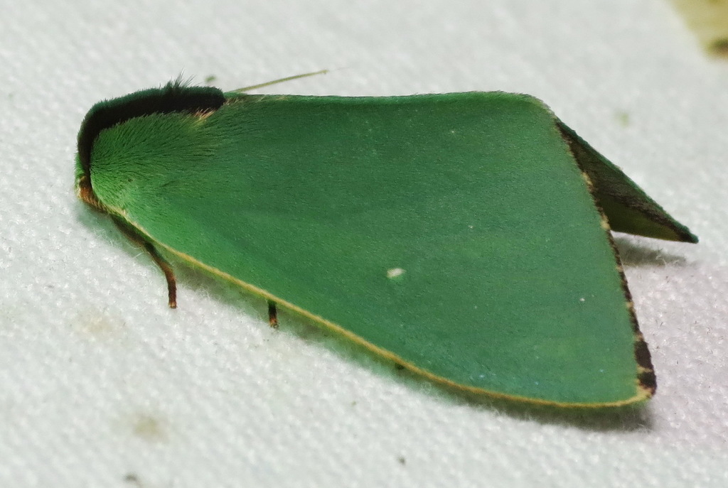 Stoll's Rosema