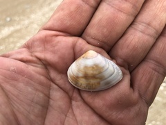 Macridiscus aequilatera