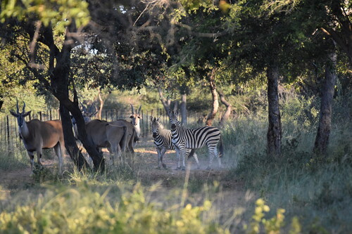Zebras