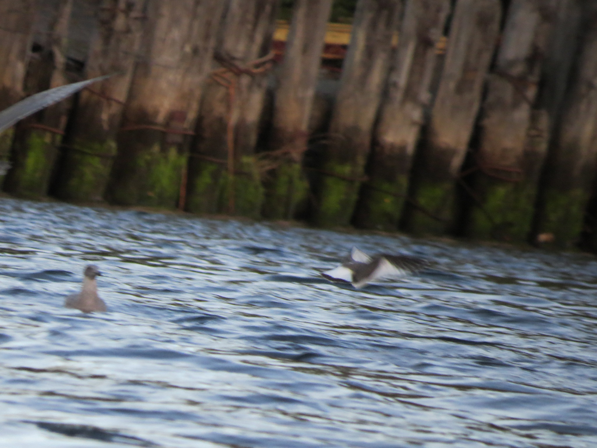 Sabine's Gull