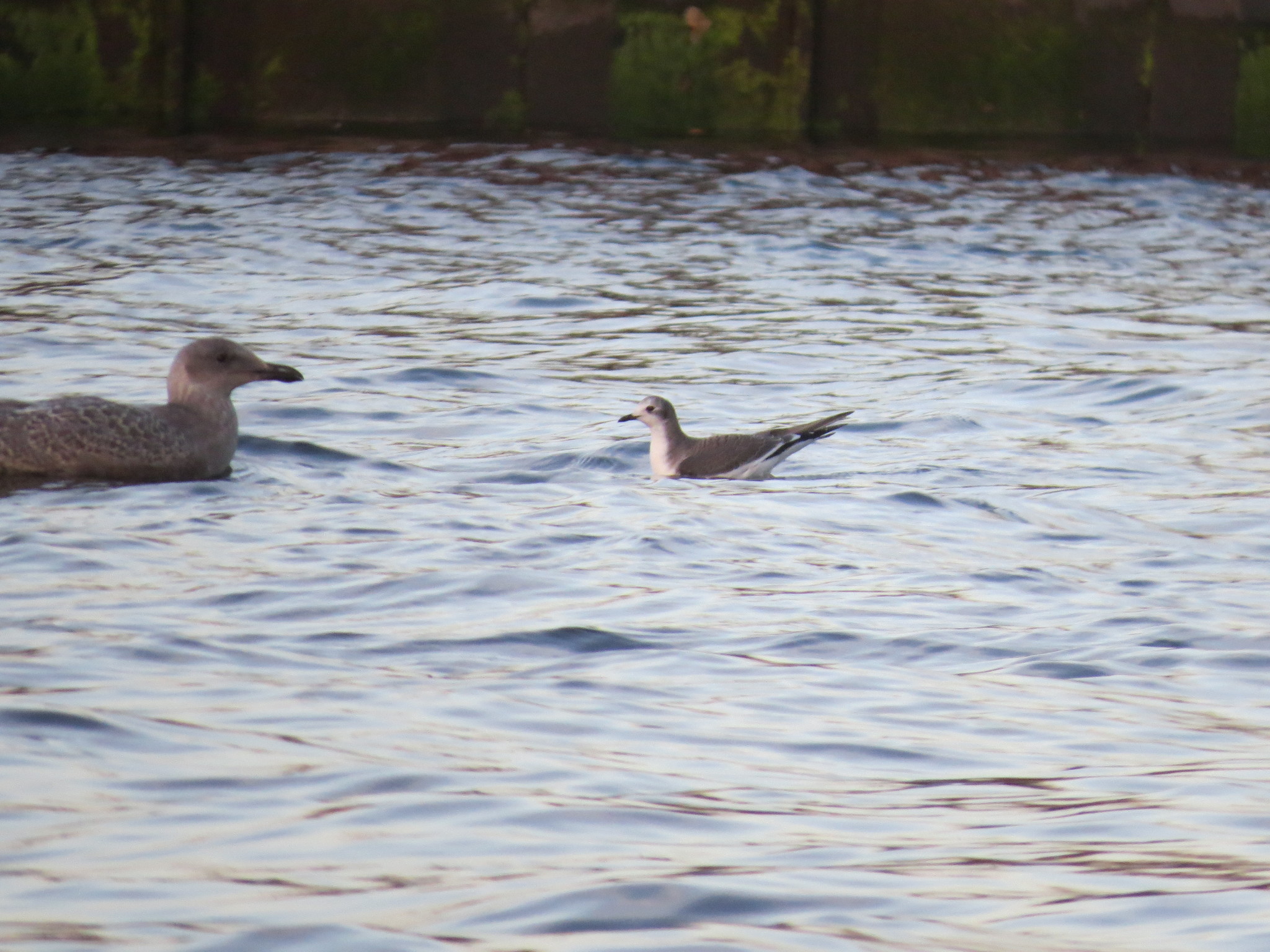 Sabine's Gull