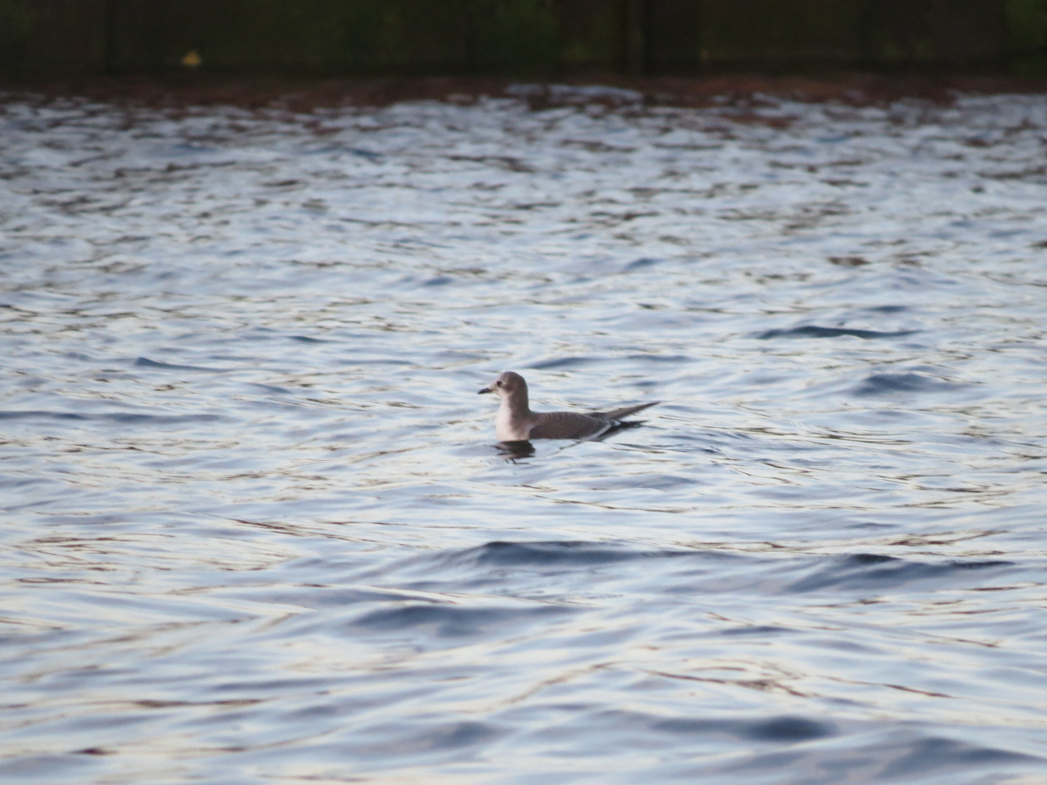 Sabine's Gull