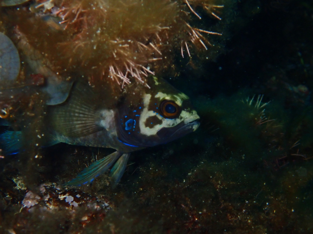 Sinclairs langvin (Paraplesiops sinclairi) — Plesiopidae