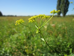 Pastinaca sativa