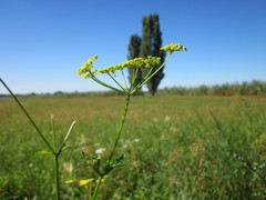 Pastinaca sativa
