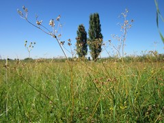 Pastinaca sativa