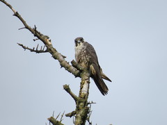 Falco peregrinus pealei