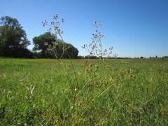 Pastinaca sativa
