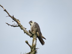 Falco peregrinus pealei