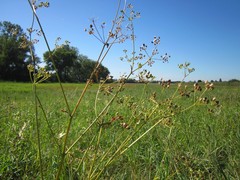 Pastinaca sativa