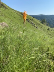 Kniphofia triangularis, photograph (c) Sunčana Bradley, some rights reserved (CC BY)