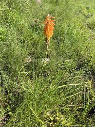 Kniphofia triangularis, photograph 2