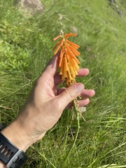 Kniphofia triangularis, photograph (c) Sunčana Bradley, some rights reserved (CC BY)