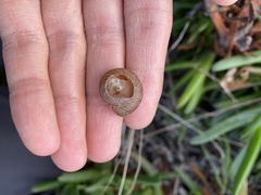 Xerarionta intercisa