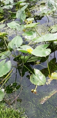 Nuphar japonica