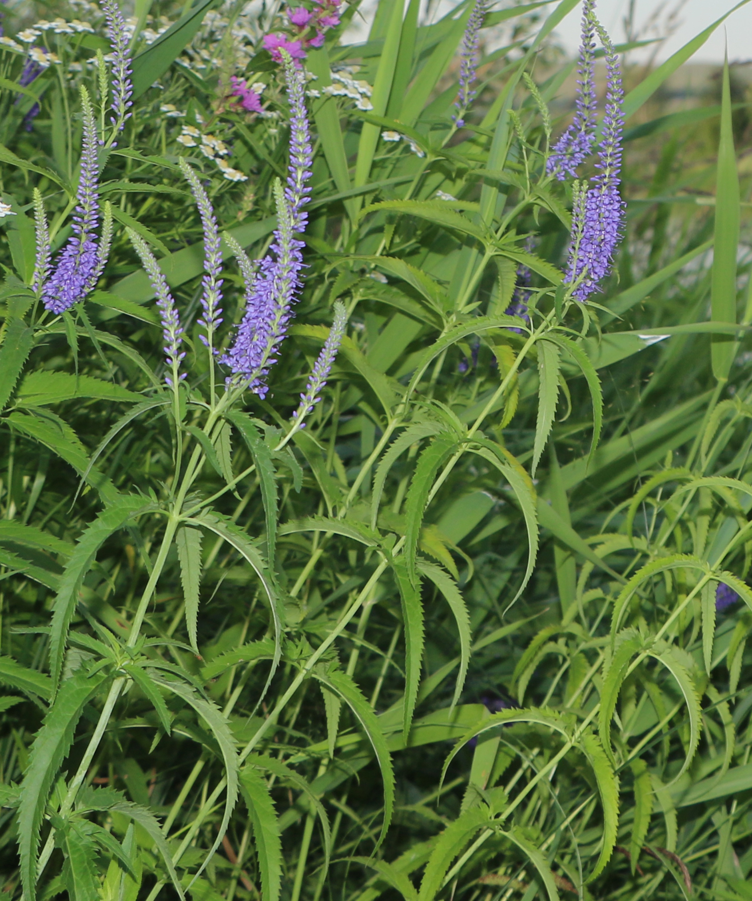 Garden Speedwell (Veronica longifolia)
