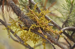 Arceuthobium americanum