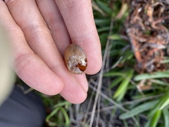 Xerarionta intercisa